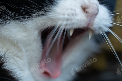 Preview: Closeup of an open mouth of Dutch black and white cat