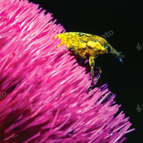 Preview: Beatle, Sierra de Guadarrama National Park, Spain