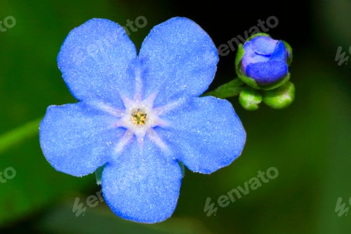 Preview: Wildflower, Sierra de Guadarrama National Park, Spain