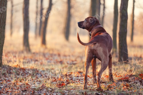 Preview: photo of the dog