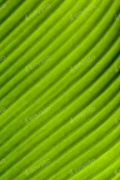 Preview: Banana tree leaf. Can be used as background