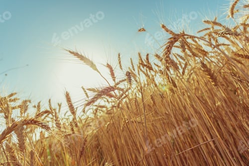 Preview: golden wheat field and sunny day