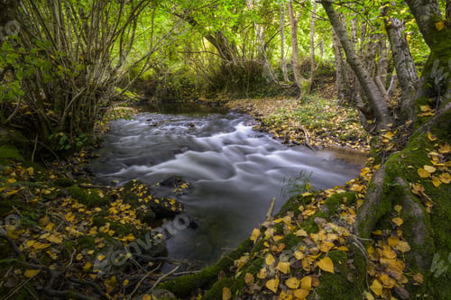 Preview: Thousands of Yellow Leaves cover the Banks of a River