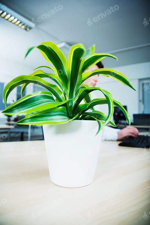 Preview: Office worker sitting at desk behind pot plant