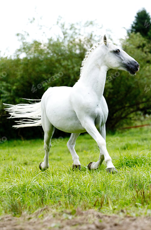 Preview: arabian, horse, mare, stallion, riding