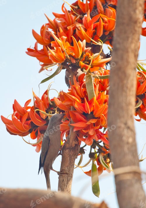 Preview: Polash flower in full bloom
