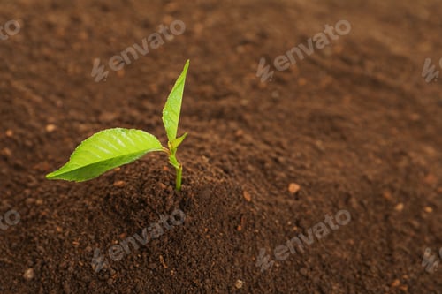 Preview: Young plant in fertile soil, space for text. Gardening time