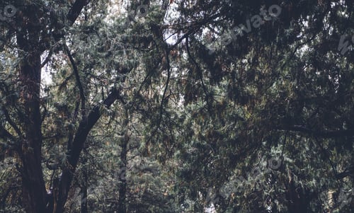 Preview: close up green pine tree forest.nature outdoor forest