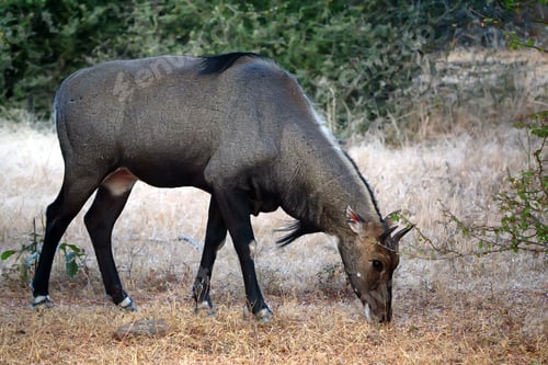 Preview: Wild Nilgai or Boselaphus tragocamelus