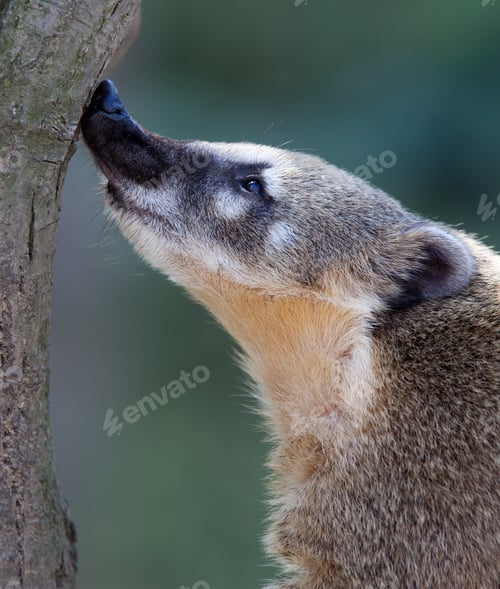 Preview: Close-up portrait of a very cute White-nosed Coati (Nasua narica