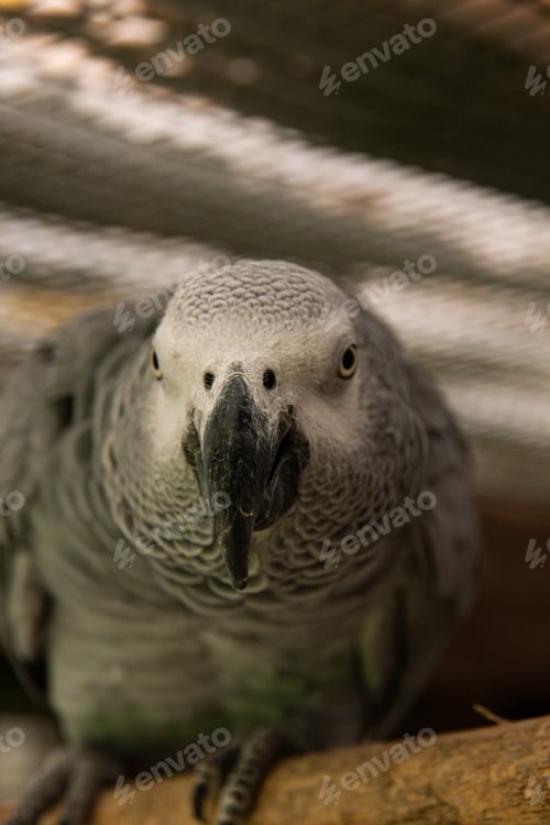 Preview: Tame cute parrot