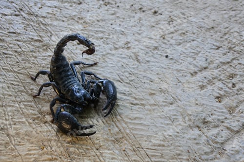Preview: Black emperor scorpion on the sand