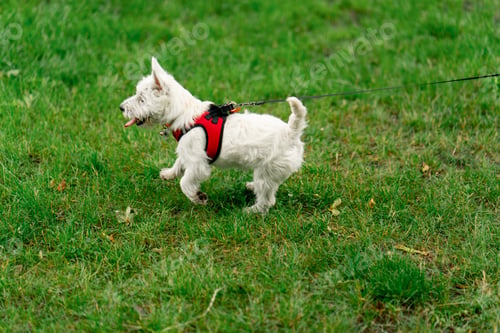 Preview: close up park area for visitors to relax white little dog west highland standing on a leash noticed