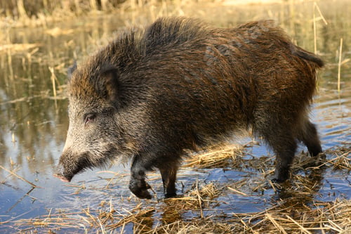 Preview: Wild boars roaming in a wetland inside coastal nature reserve
