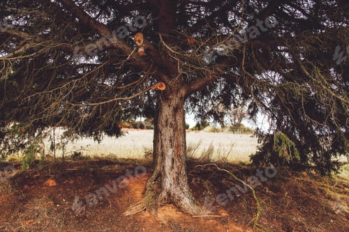Preview: Autumn organic and abstract s