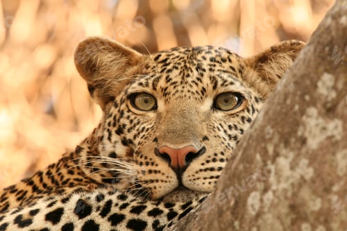 Preview: Leopard (Panthera Pardus), Tanzania