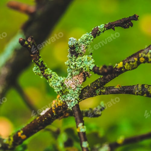 Preview: Lichen on the bark of a tree. Lichen grows on birch.