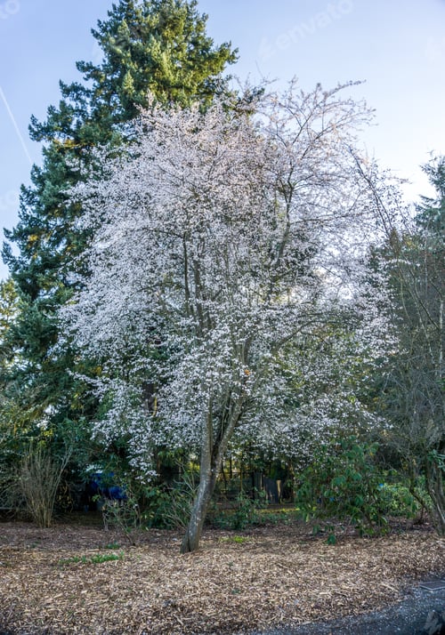 Preview: A View Of White Spring Tree Blossoms.