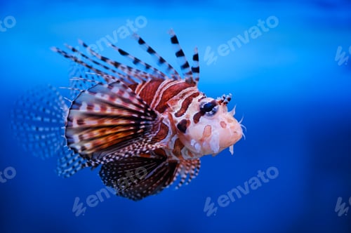 Preview: Lionfish