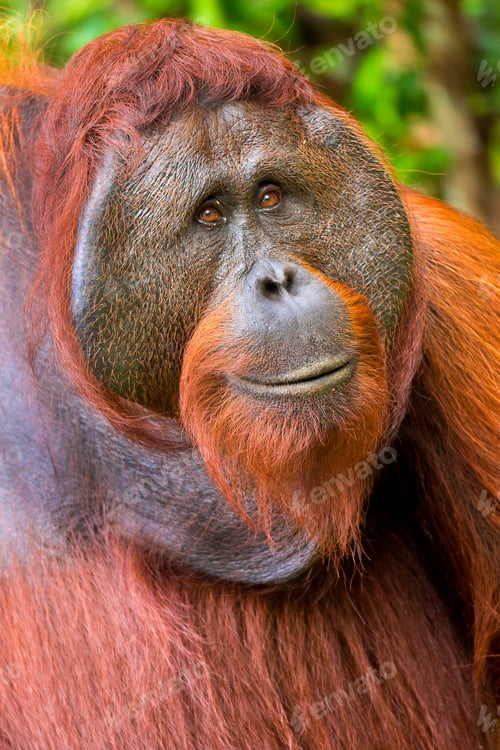 Preview: Orangutan, Tanjung Puting National Park, Borneo