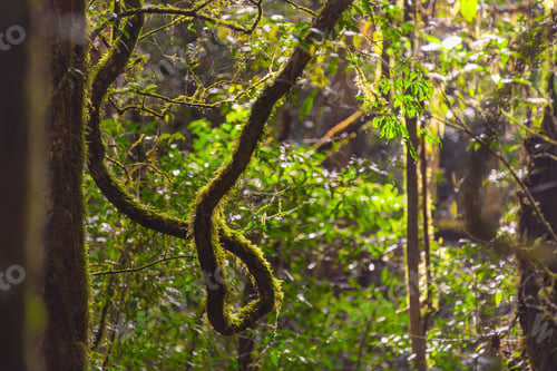 Preview: Into the forest. Nature composition.