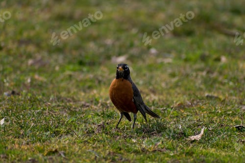 Preview: a bird standing in the middle of some grass in a field