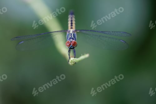 Preview: Macro shot of a Pachydiplax longipennis on a green stem with a blurred background