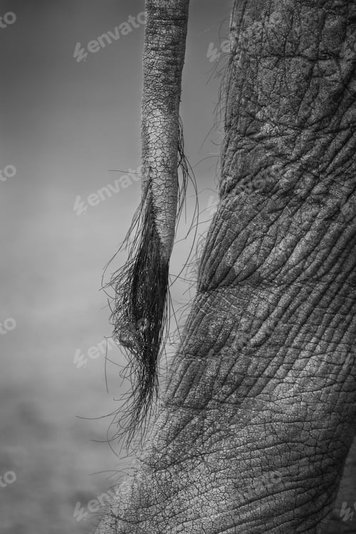 Preview: The tail of an elephant, Loxodonta africana, in black and white