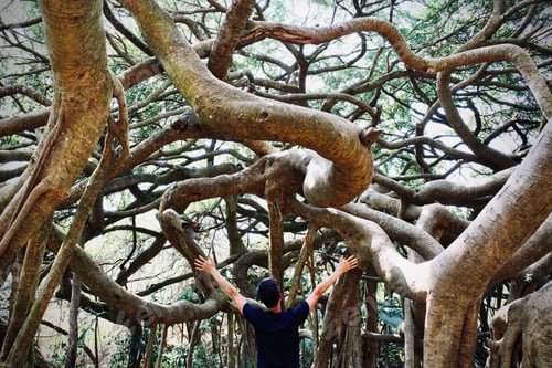 Preview: A man hiking in woods and found a wonderland. Tiny human big world.