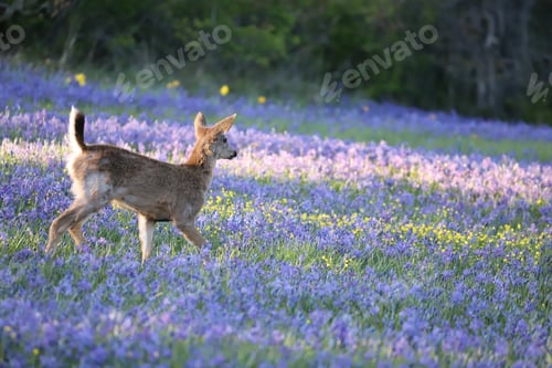 Preview: Fawn running on the green field