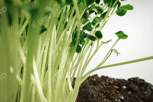 Preview: Young sprouts of microgreen plant close up