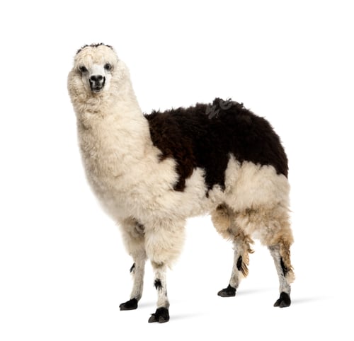 Preview: Black and white llama standing, isolated on white