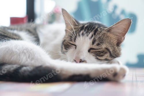 Vista previa: sleepy cat, white cat