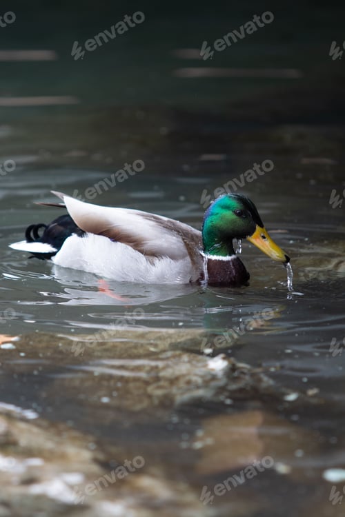 Preview: Single duck floating on a tranquil body of water