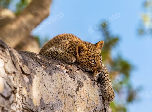 Preview: A Creative Tanzania Wildlife picture of World