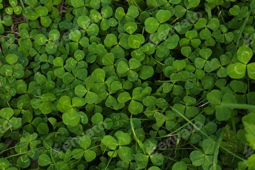 Preview: Beautiful bright green clover plants as background, closeup