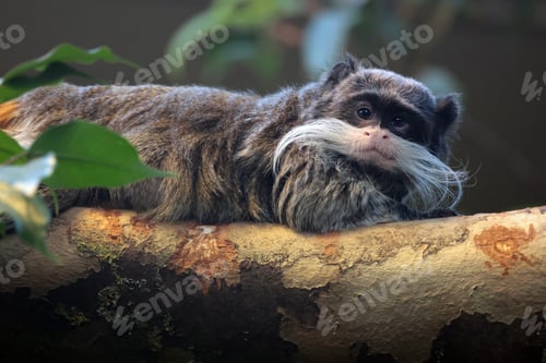 Preview: Saguinus imperator on the tree in the forest