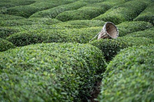 Preview: traditional harvesting wicker conical basket on rows of Turkish black tea plantations