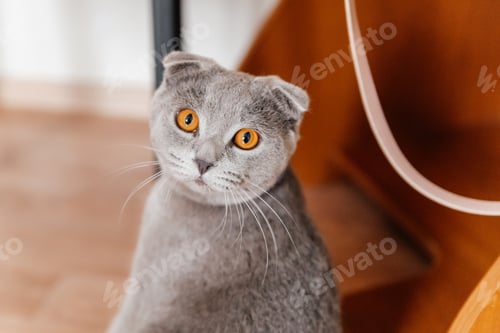 Preview: Grey cat with yellow eyes is sitting on a wooden floor