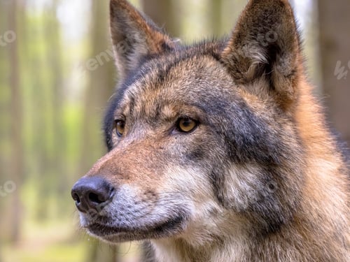 Preview: Portrait of Wolf in a forest