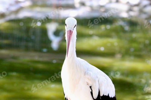 Preview: A shy looking white stork