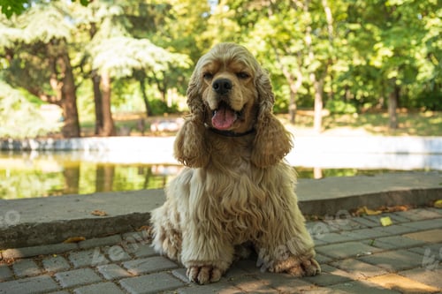 Preview: American spaniel, concept of pet and best friend - dog