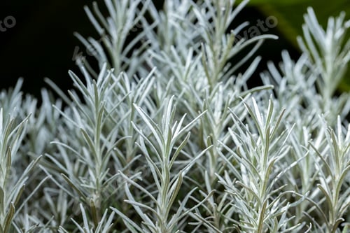 Preview: Fresh Rosemary Herb grow outdoor. Rosemary leaves Close-up.