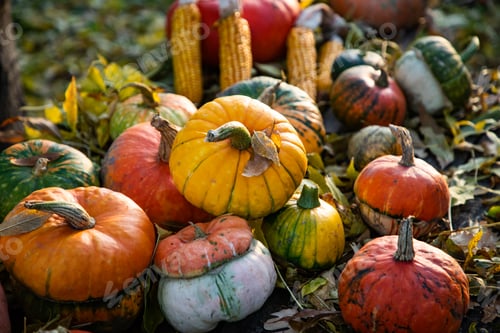 Preview: pumpkins in autumn Thanksgiving card