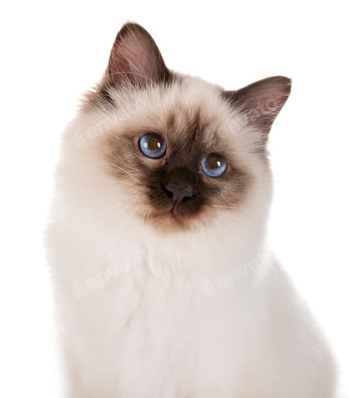 Preview: birman kitten in studio