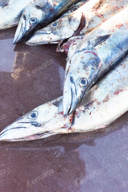 Preview: Filled with omega 3s
