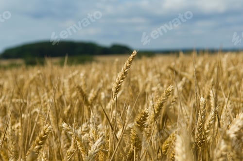 Golden Wheat Field Bends in Gentle Breeze