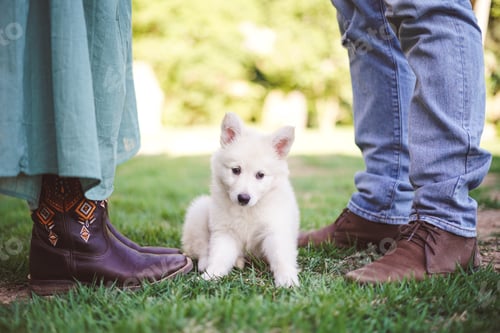 Preview: Fluffy White Puppy in Green Grass Outdoors