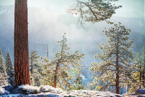 Preview: Winter forest
