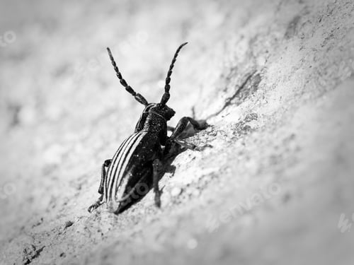 Preview: Black and white close-up of a striped beetle.